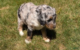 Mini Bernedoodle dogs for sale: Sage - Image 12