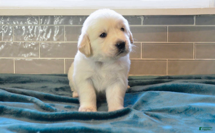Golden Retriever dogs - Advert 38