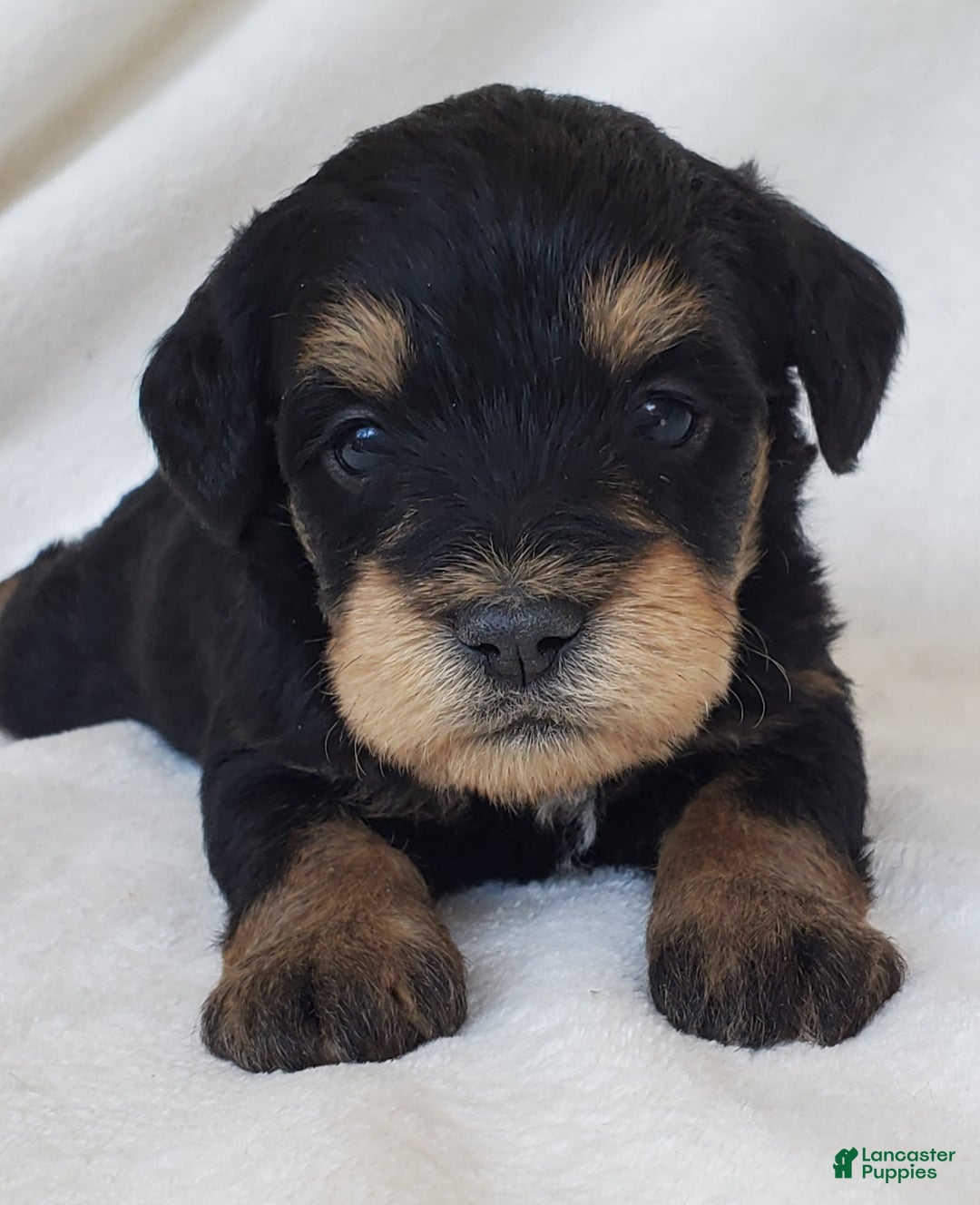 Schnoodle dogs for sale: Ember - Image 5