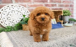 Miniature Poodle dogs for sale: Rico - Image 5