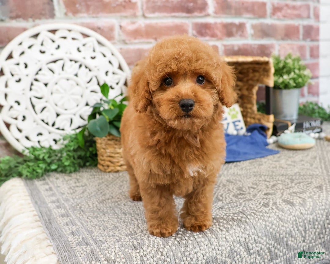 Miniature Poodle dogs for sale: Rico - Image 5