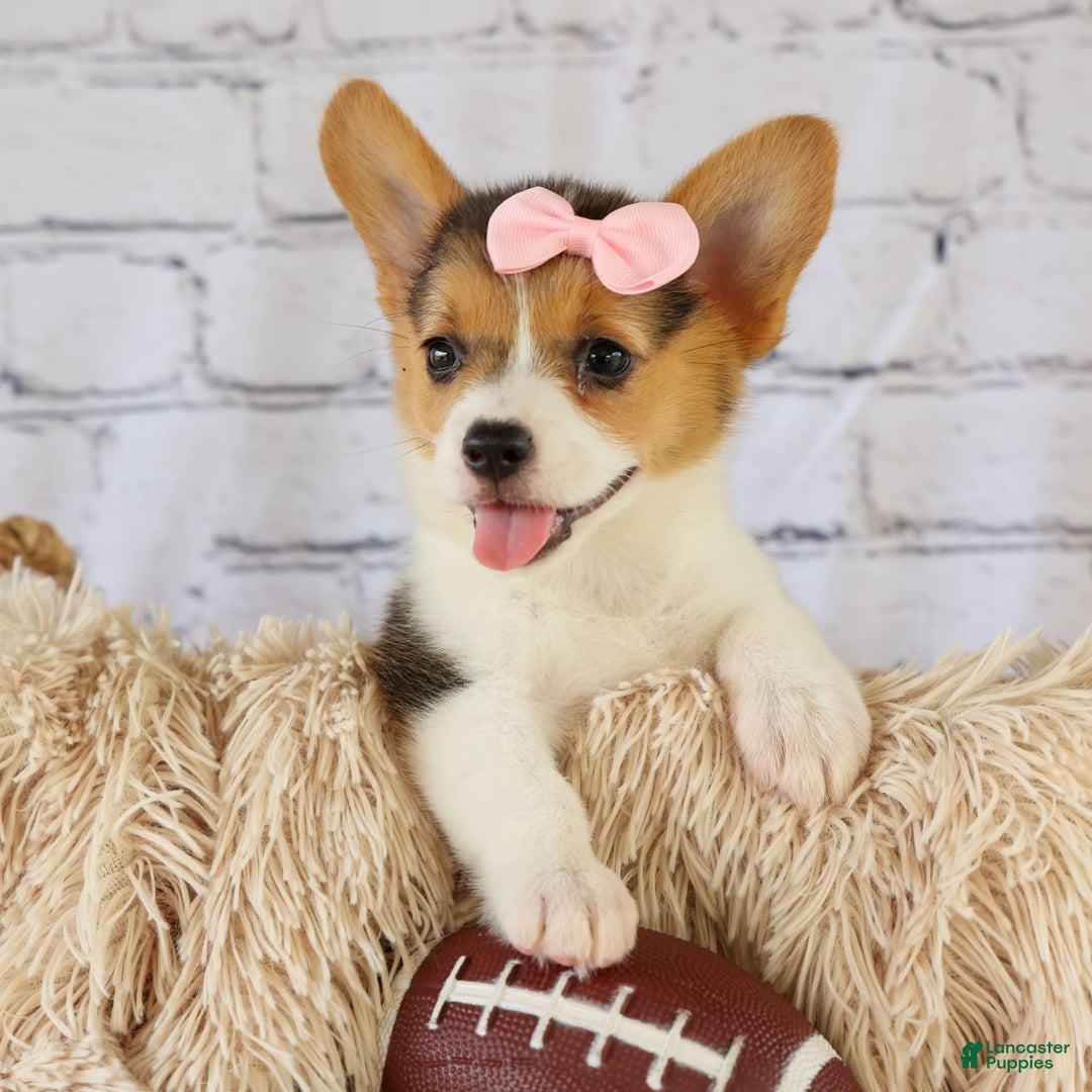 Welsh Corgi Pembroke dogs for sale: Lyla - Image 2