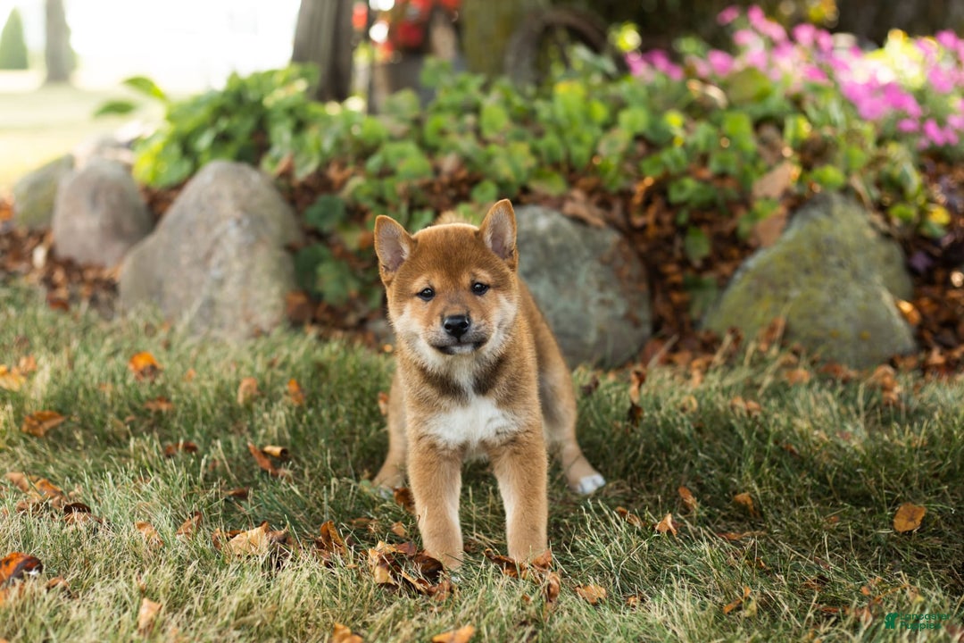 Shiba Inu dogs for sale: Eddie - Image 1