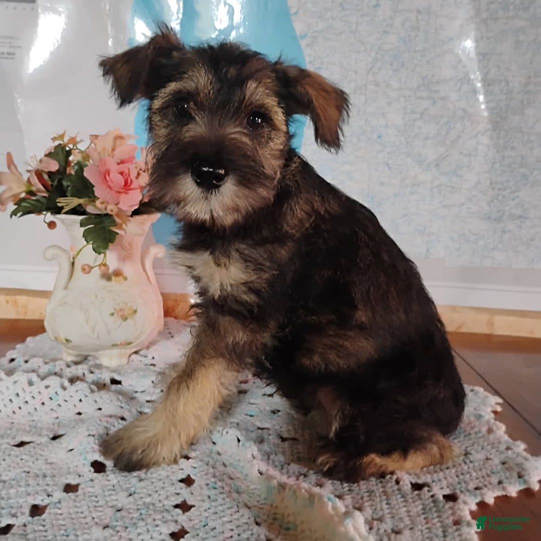 Miniature Schnauzer dogs for sale: Cody - Image 5