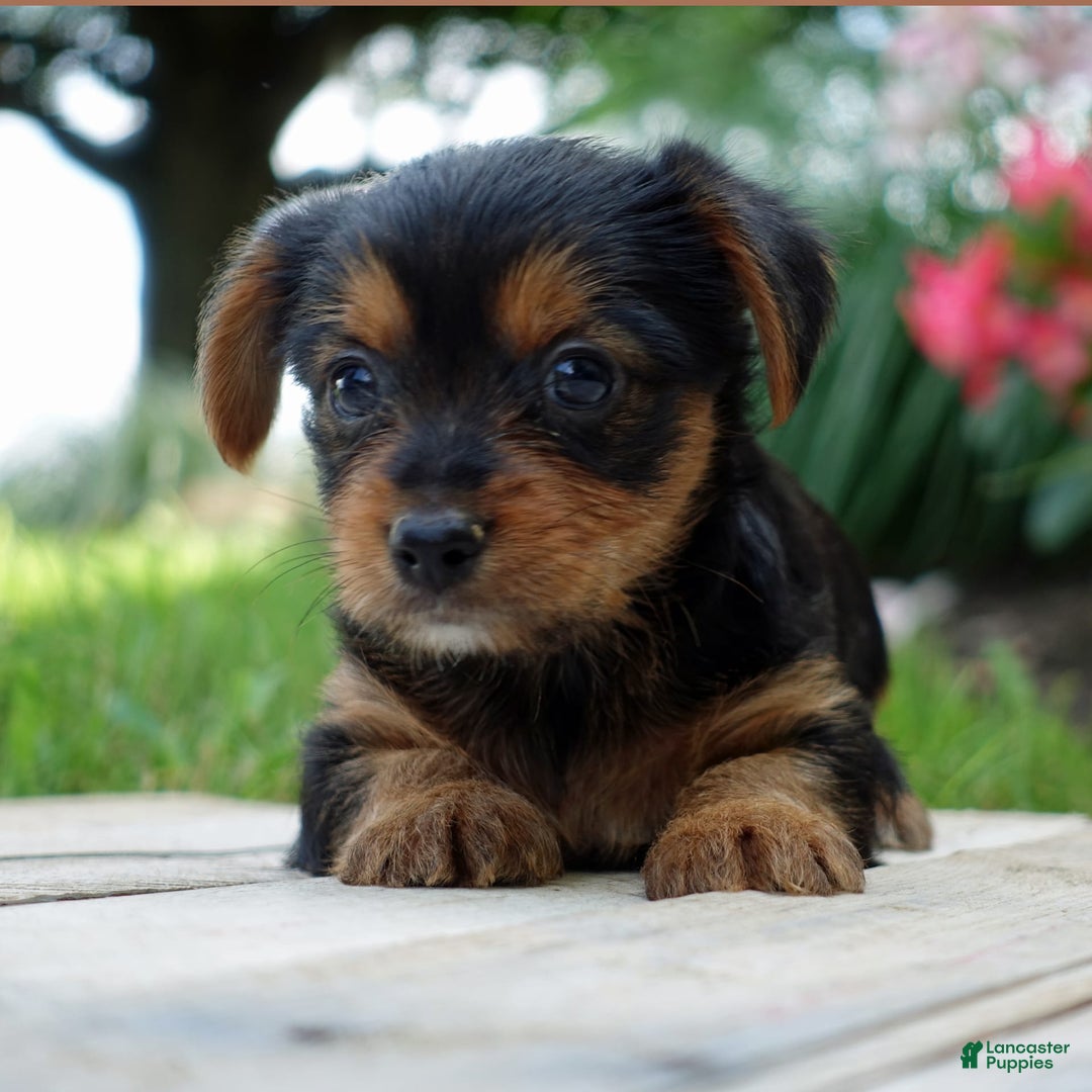 Yorkshire Terrier dogs for sale: Leo - Image 2