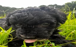 Aussiedoodle dogs for sale: Max - Image 3