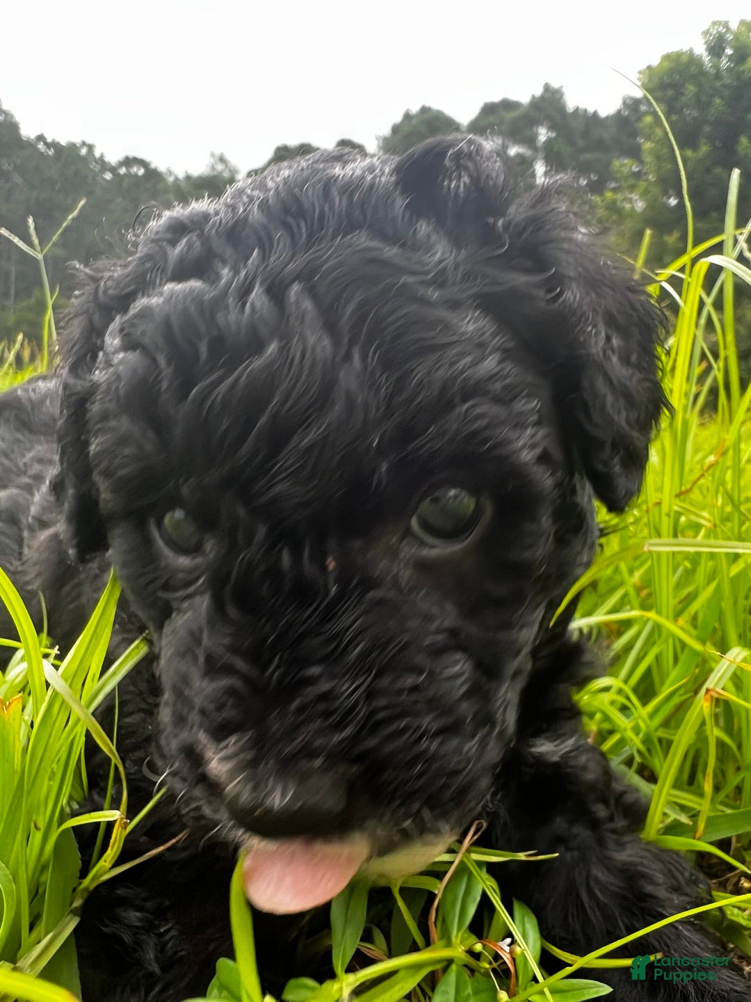 Aussiedoodle dogs for sale: Max - Image 3