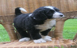 Mini Bernedoodle dogs for sale: Sally - Image 7