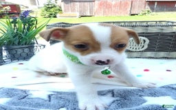 Jack Russell Terrier dogs for sale: Jared - Image 2