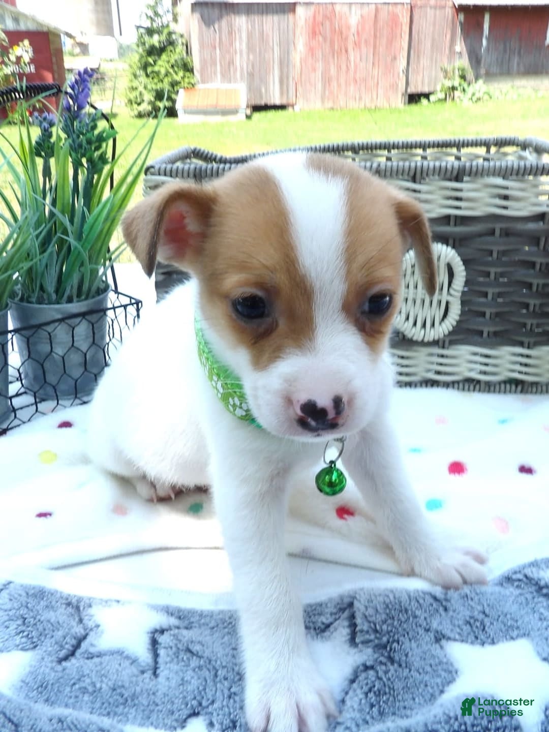 Jack Russell Terrier dogs for sale: Jared - Image 2