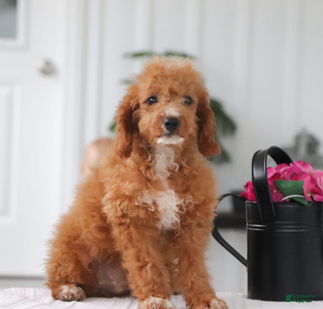 Cavapoo dogs for sale: Teddy - Image 5