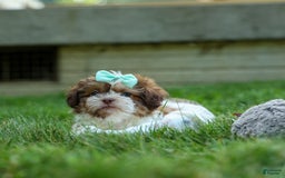 Shih Tzu dogs for sale: Rusty - Image 20