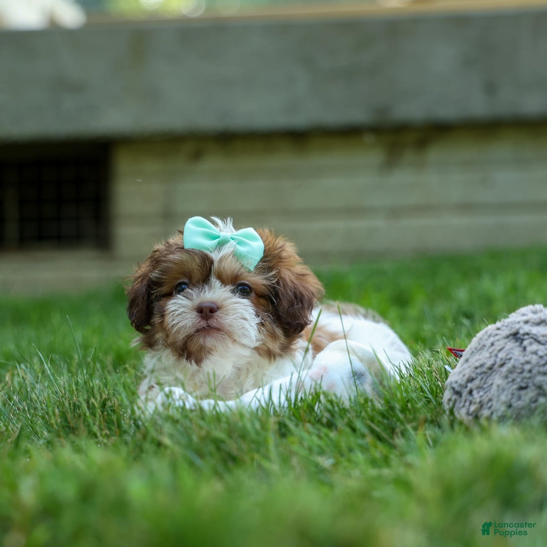 Shih Tzu dogs for sale: Rusty - Image 20