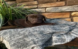 German Shorthaired Pointer dogs for sale: Jade - Image 2