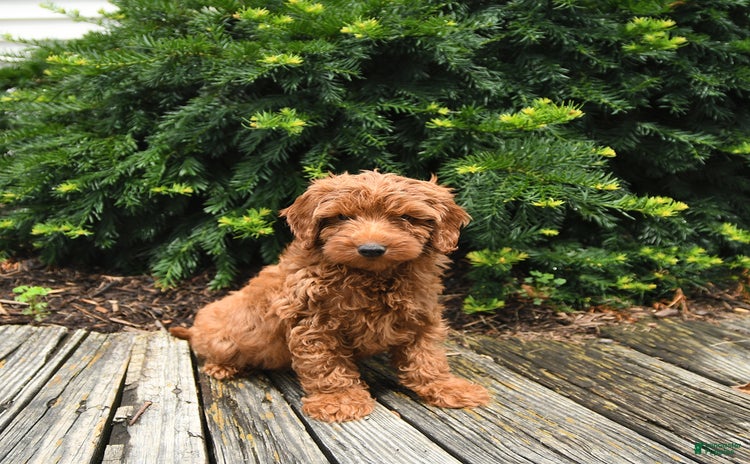 Cavapoo dogs for sale - Ad 5