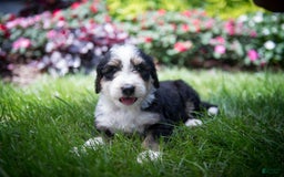 Bernedoodle dogs for sale: Shooter - Image 9
