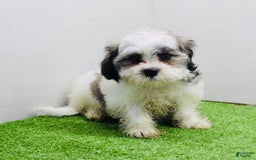 Malshi dogs for sale: Lucky - Image 9