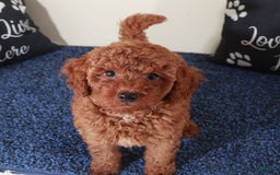  dogs for sale: Mini Goldendoodle 2 puppies - Image 11