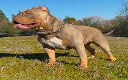 American Bully dogs for sale: Pibble - Image 2
