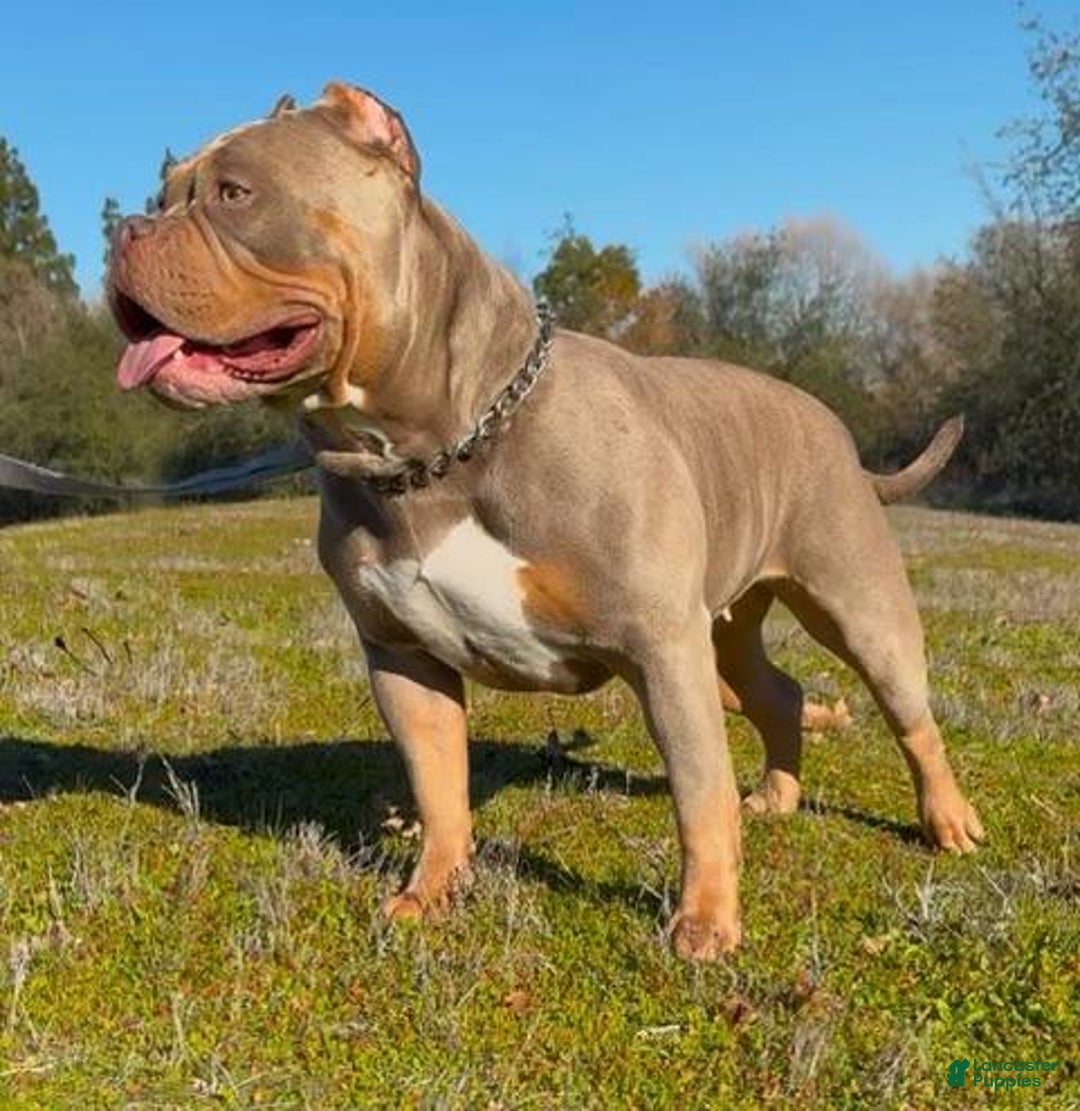 American Bully dogs for sale: Pibble - Image 2