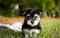 Morkie dogs for sale: Skipper - Image 4