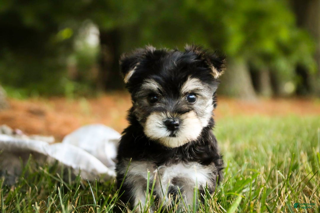 Morkie dogs for sale: Skipper - Image 4
