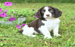English Springer Spaniel dogs for sale: Pickles - Image 3