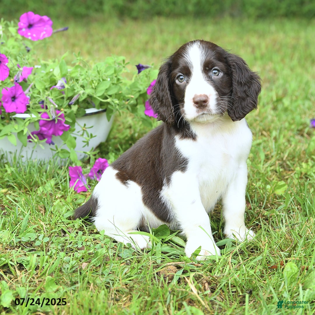 English Springer Spaniel dogs for sale: Pickles - Image 3