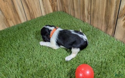 Cavalier King Charles Spaniel dogs for sale: Stardust Girl 2 - Image 6