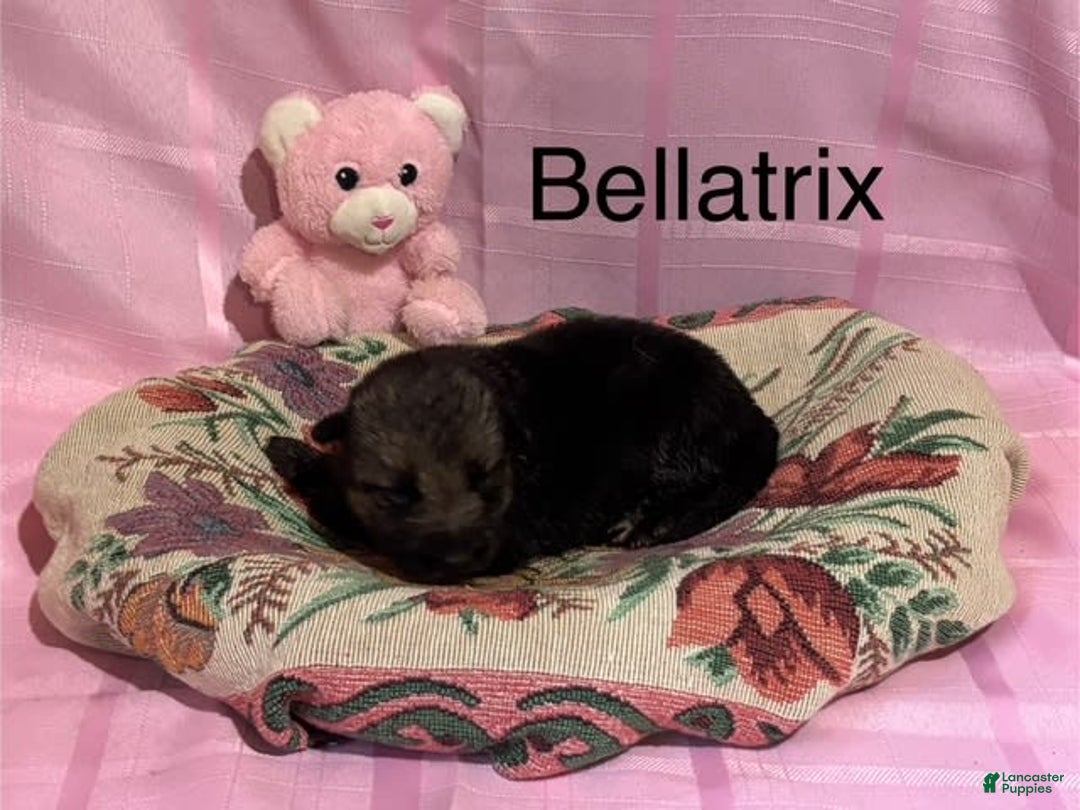 German Shepherd dogs for sale: Bellatrix - Image 2