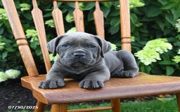 Cane Corso dogs for sale: Scarlet - Image 4