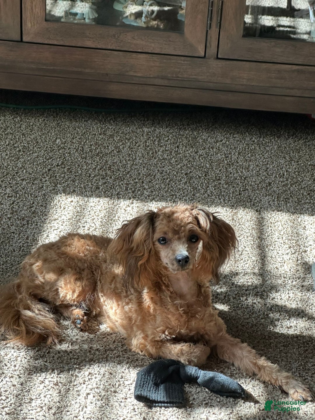 Miniature Poodle dogs for sale: Chocolate Male With Tints Of Red - Image 4