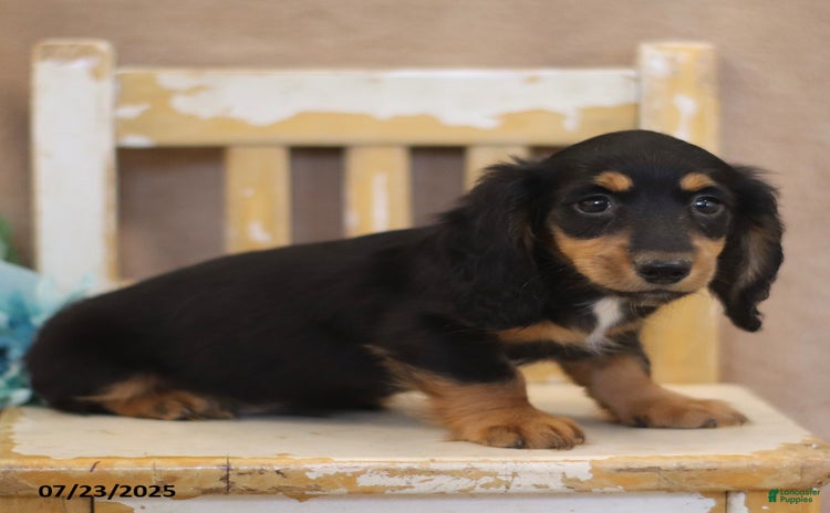 Miniature Dachshund dogs for sale - Ad 2