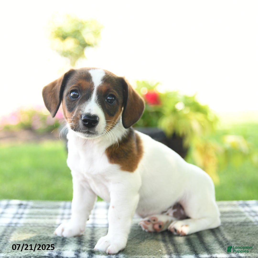 Jack Russell Terrier dogs for sale: Misty - Image 2