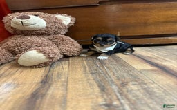 Yorkiepoo dogs for sale: Bandit - Image 2