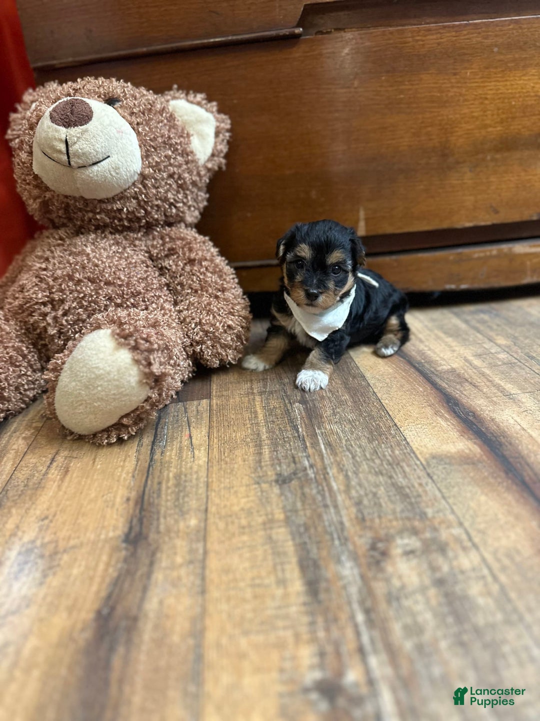 Yorkiepoo dogs for sale: Bandit - Image 2