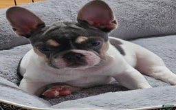 French Bulldog dogs for sale: Luna - Image 4