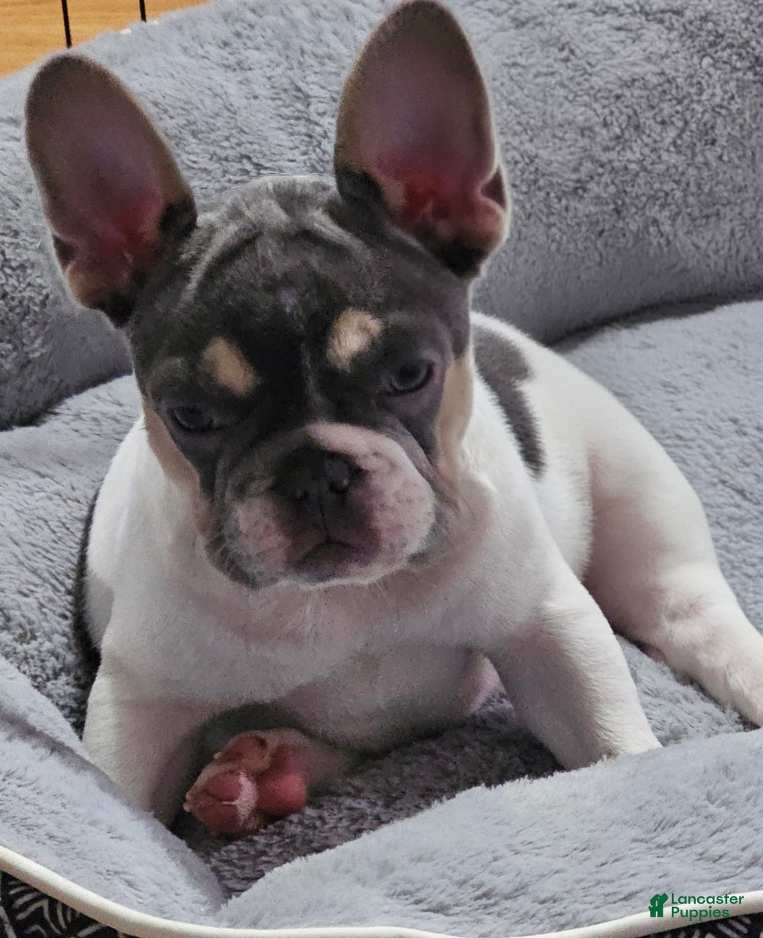 French Bulldog dogs for sale: Luna - Image 4