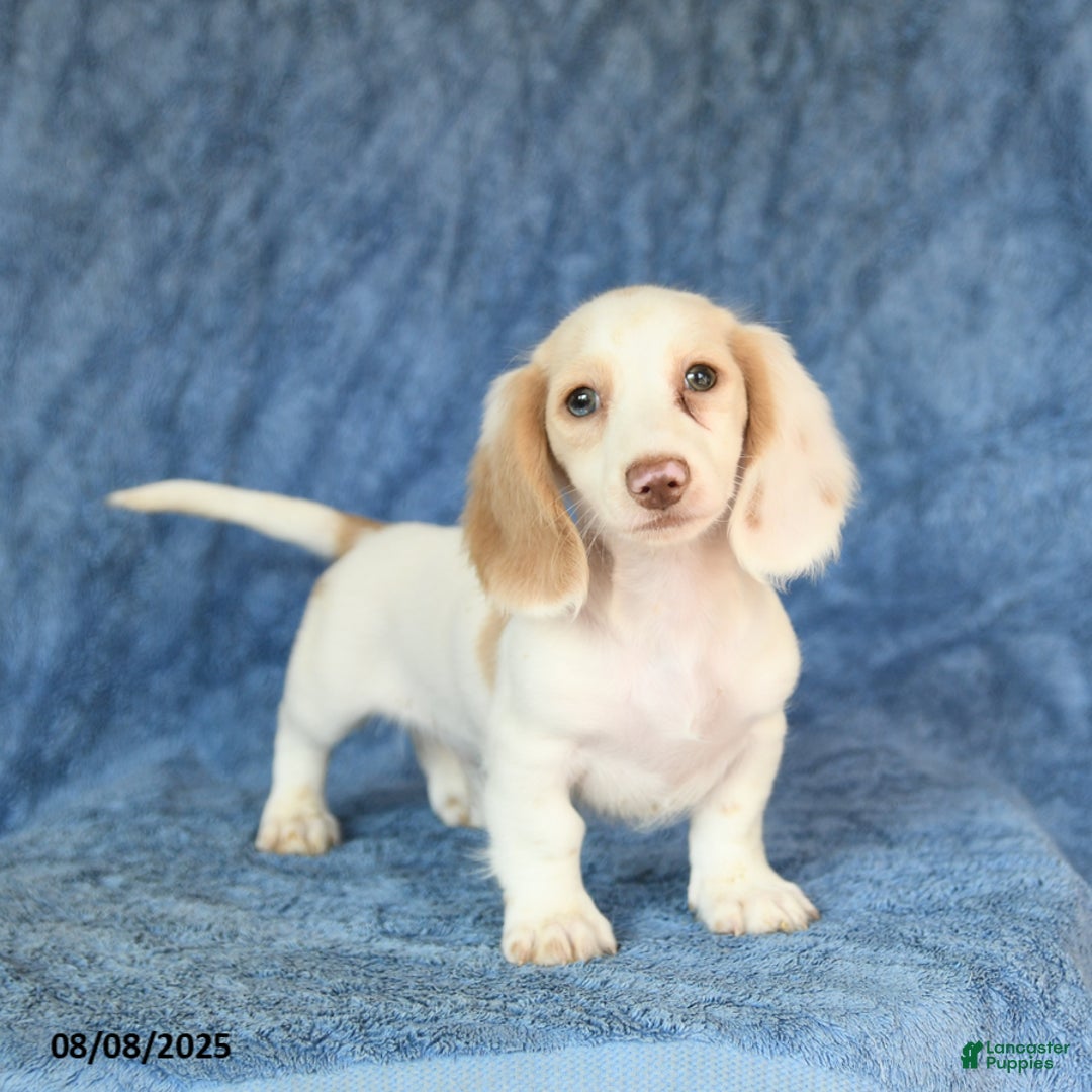 Miniature Dachshund dogs for sale: Skippy - Image 1