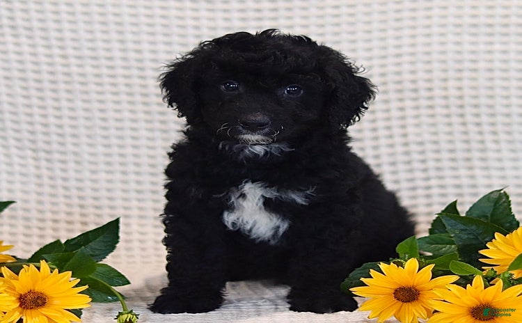 Mini Bernedoodle dogs for sale - Ad 1