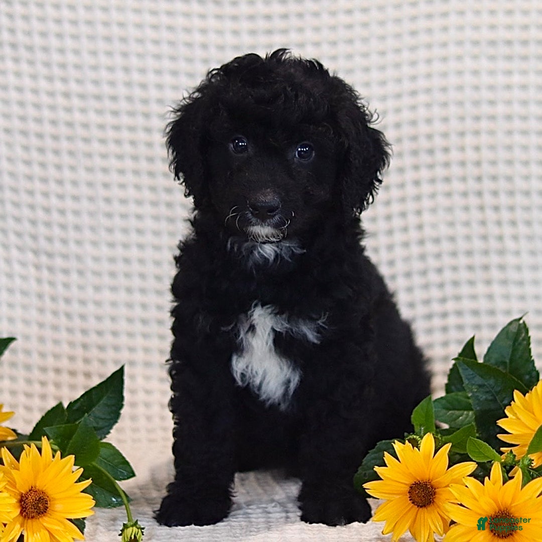 Mini Bernedoodle dogs for sale: Dylan - Image 3