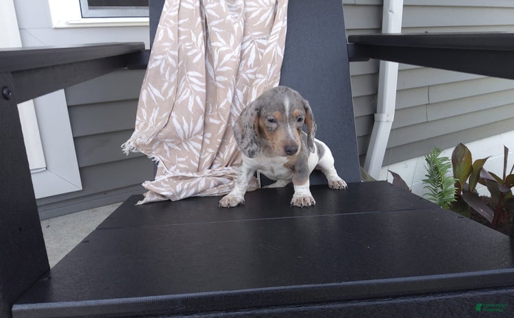 Miniature Dachshund dogs for sale - Ad 1