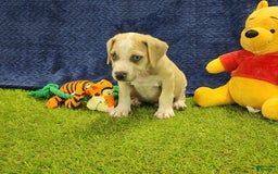 Catahoula Leopard Dog dogs for sale: Tess 2025 Male 3 - Image 5