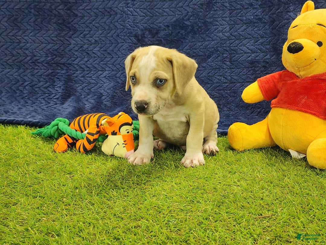 Catahoula Leopard Dog dogs for sale: Tess 2025 Male 3 - Image 5