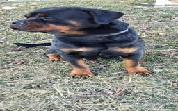 Rottweiler dogs for sale: Oxanna - Image 2