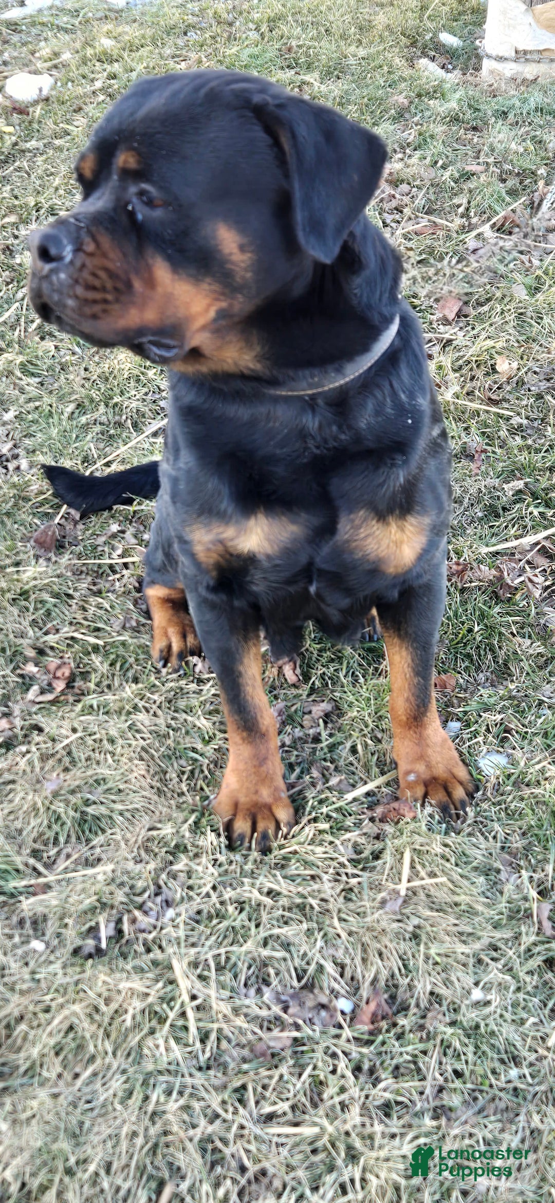 Rottweiler dogs for sale: Oxanna - Image 2