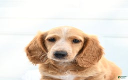 Dachshund dogs for sale: Baxter - Image 2
