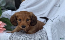 Miniature Dachshund dogs for sale: Buster - Image 1