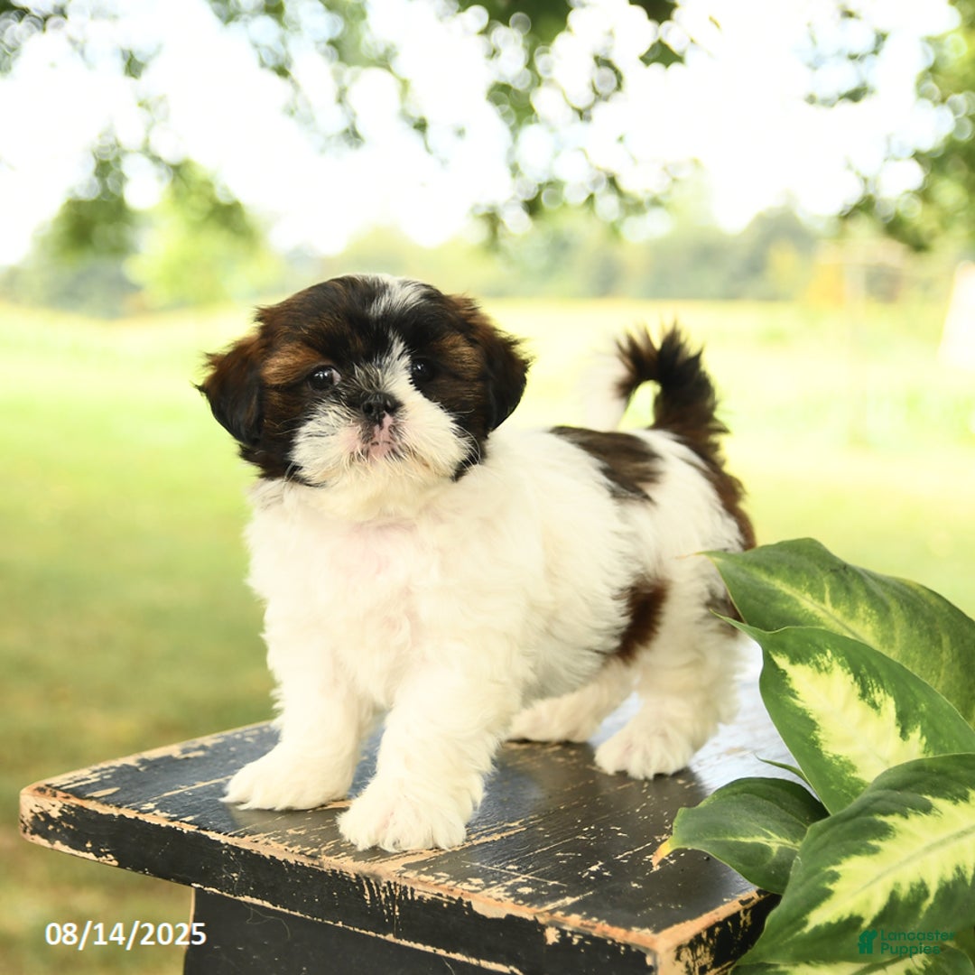 Shih Tzu dogs for sale: Lucy - Image 1