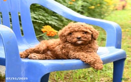 Toy Poodle dogs for sale: Jack - Image 3